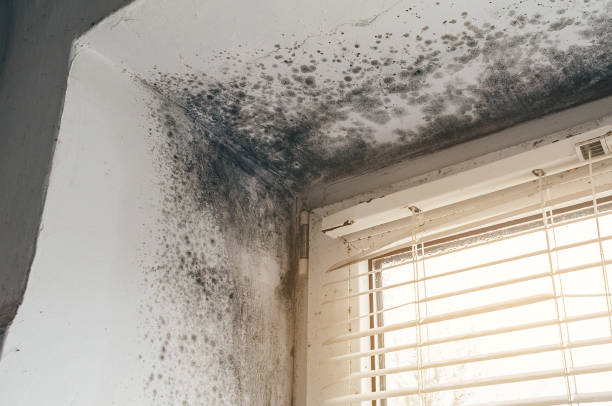 Trusted Commercial Mold Remediation service in Benson, NC - Cheap Mold Removal